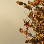 Goldener Herbst