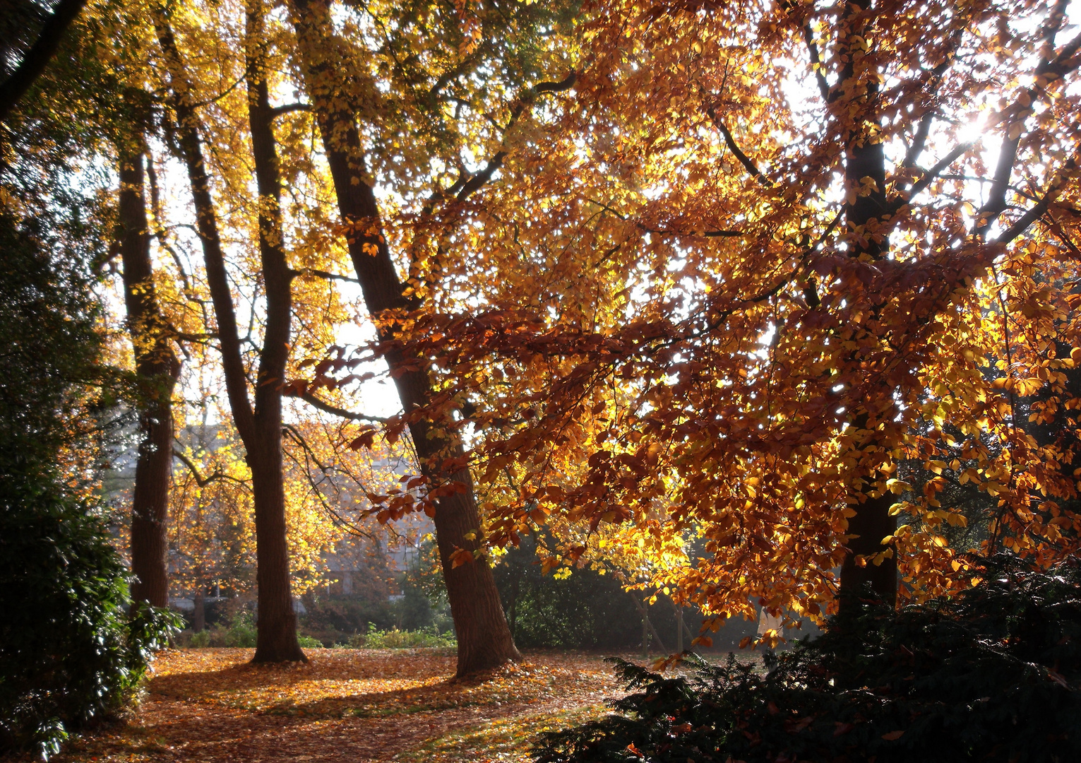 Goldener Herbst