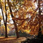 Goldener Herbst