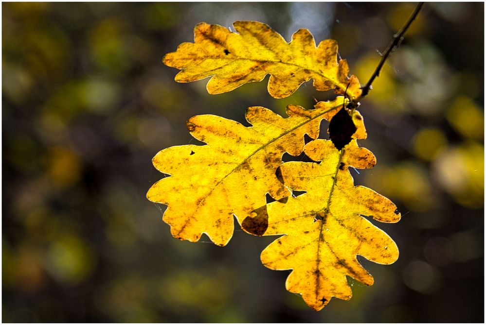 Goldener Herbst