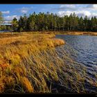 ~ ~ ~ goldener Herbst ~ ~ ~