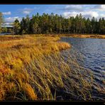 ~ ~ ~ goldener Herbst ~ ~ ~