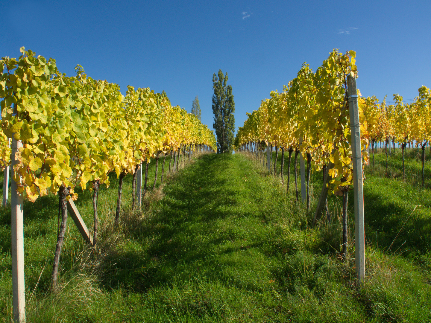 " Goldener Herbst "