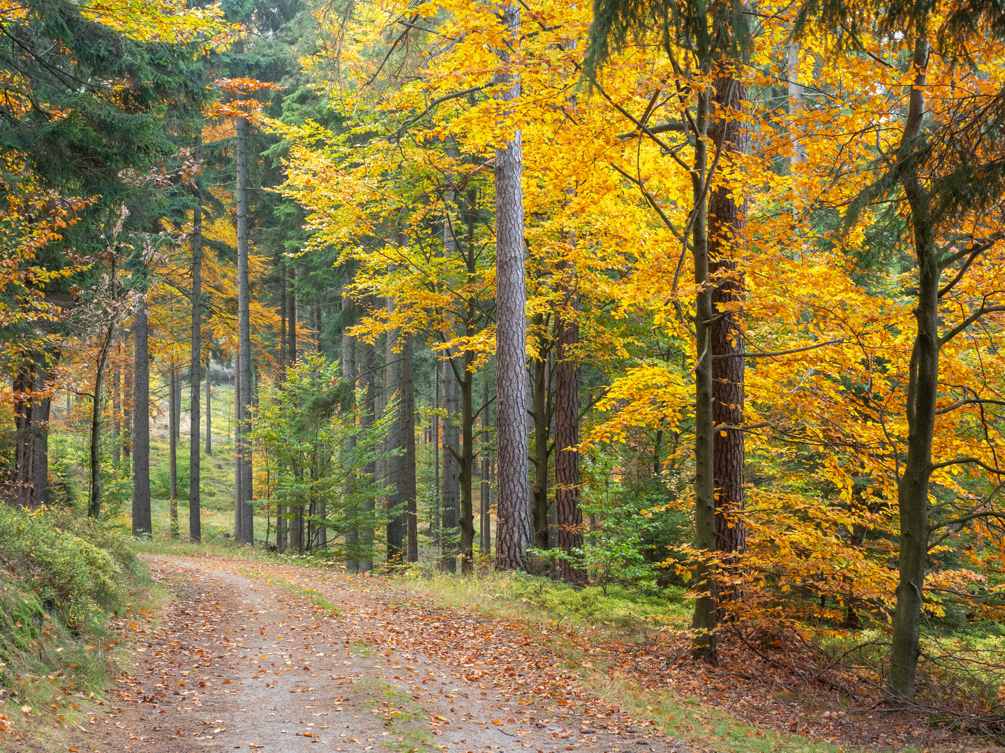 Goldener Herbst