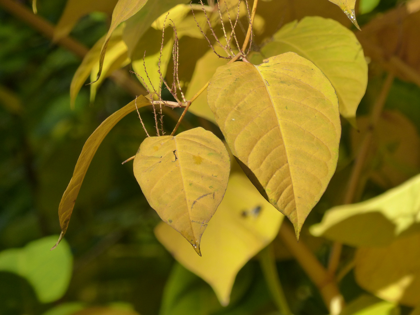 goldener Herbst