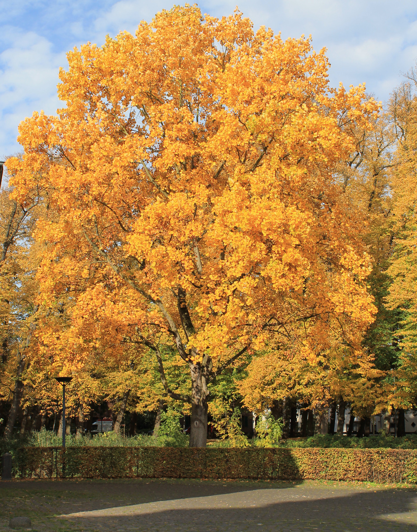 goldener Herbst ( Baum)