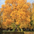 goldener Herbst ( Baum)