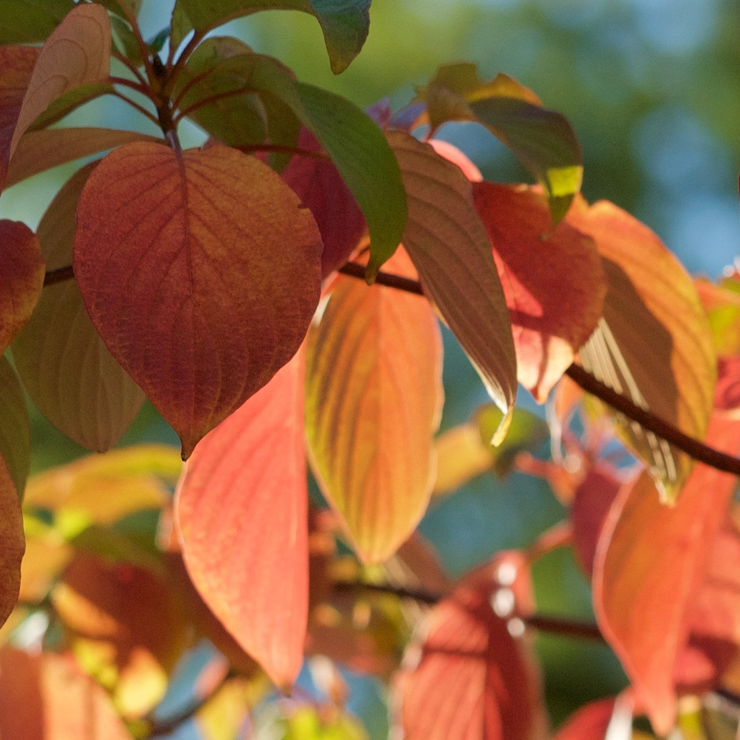 goldener Herbst