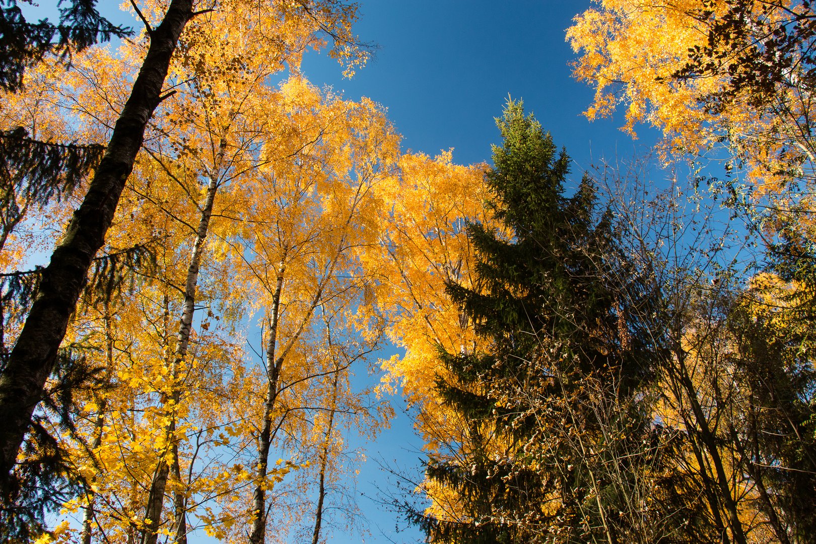 Goldener Herbst