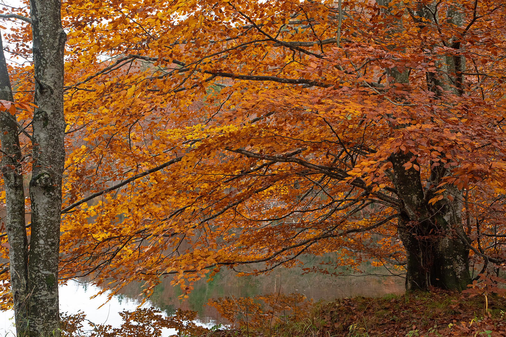 goldener Herbst