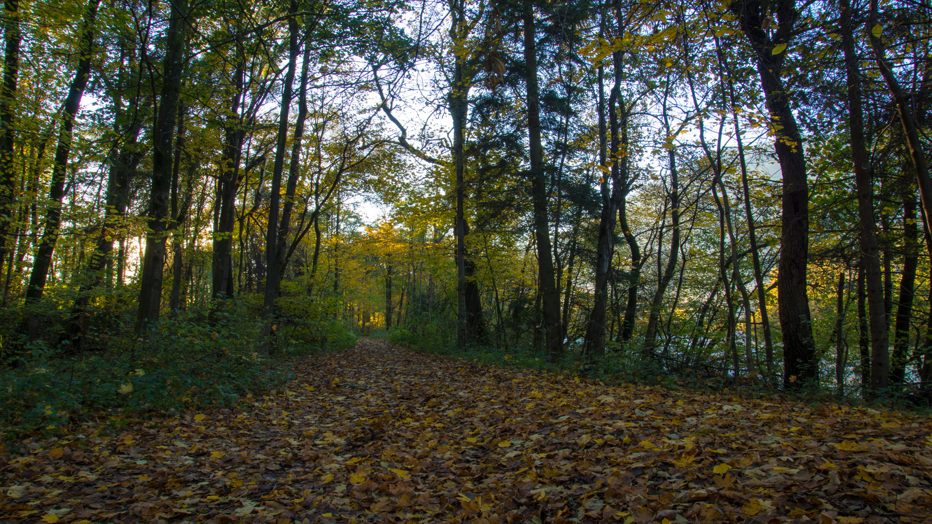 Goldener Herbst Buchenwald in Tirol