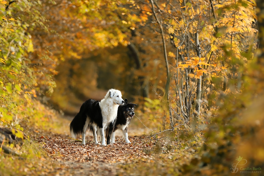 Goldener Herbst