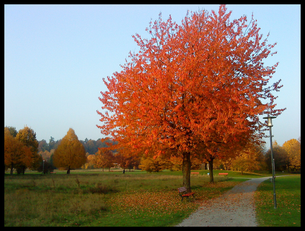 goldener Herbst