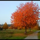 goldener Herbst