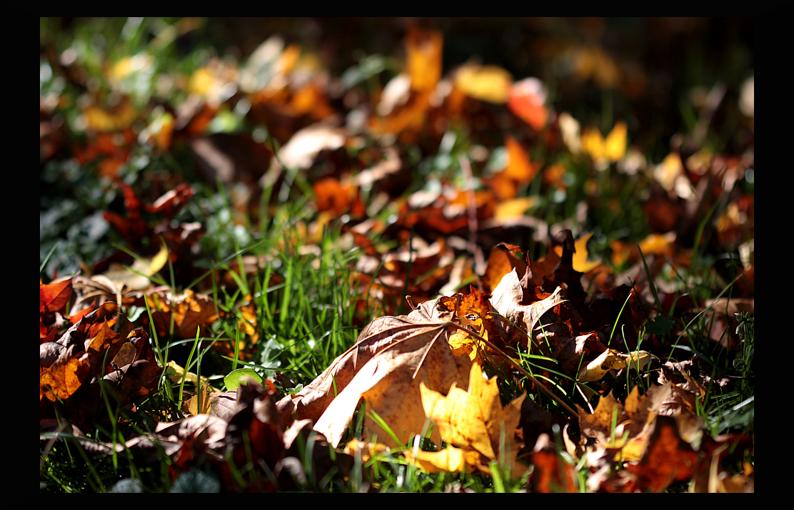 goldener Herbst