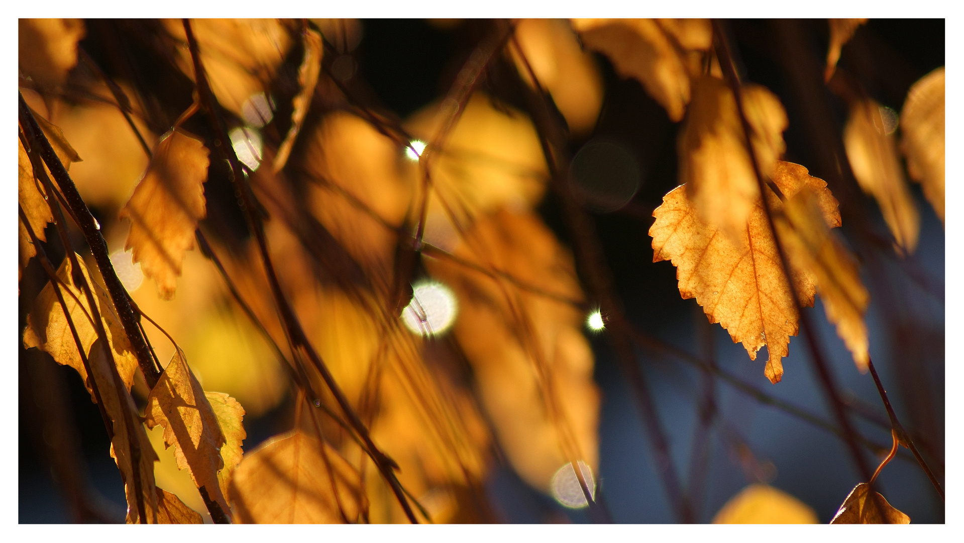 goldener Herbst