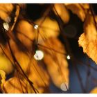 goldener Herbst