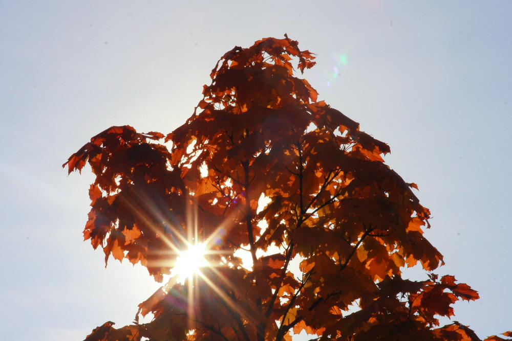 Goldener Herbst