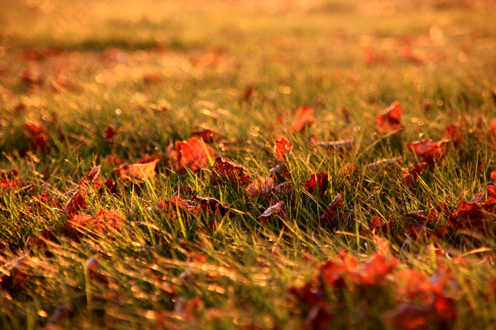 ...goldener HERBST