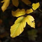 Goldener Herbst