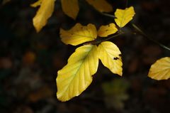 Goldener Herbst