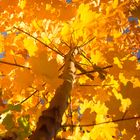 Goldener Herbst