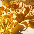 - Goldener Herbst -