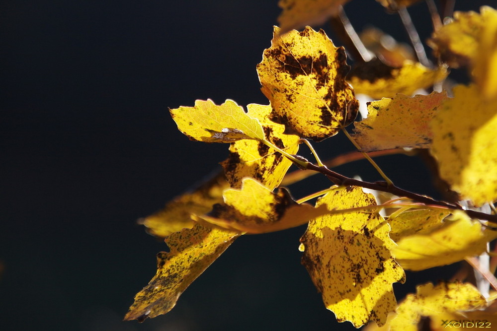 Goldener Herbst