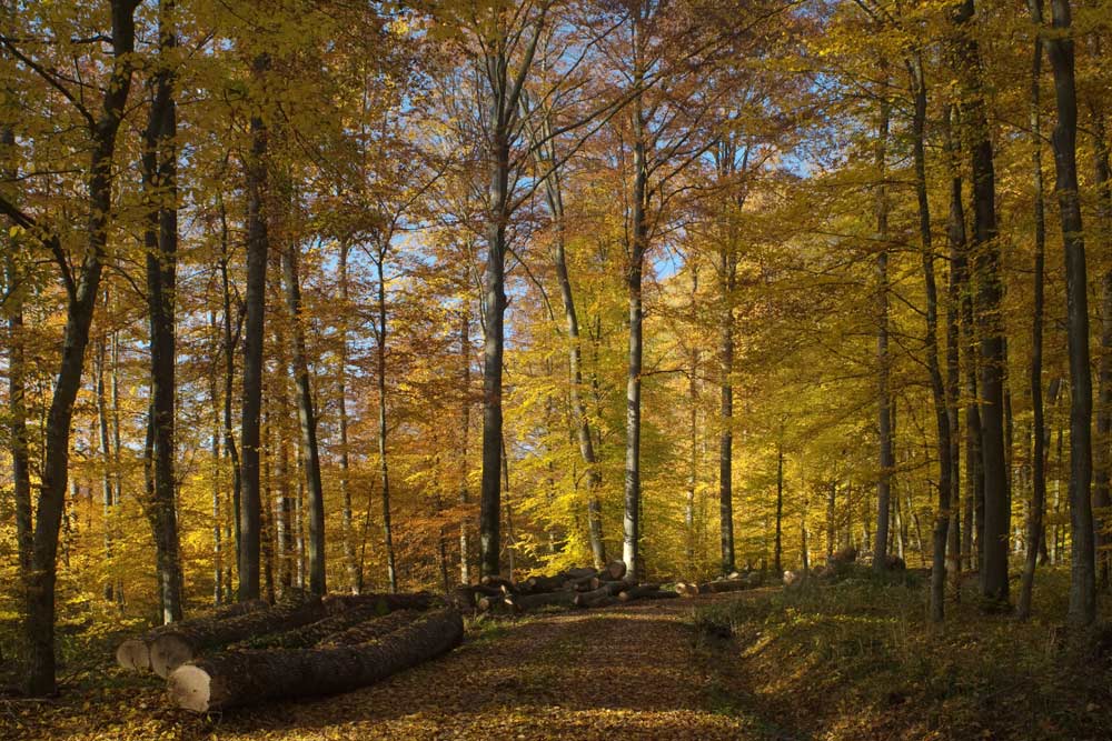 Goldener Herbst