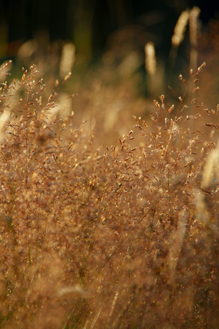 Goldener Herbst