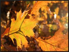 ...Goldener Herbst...