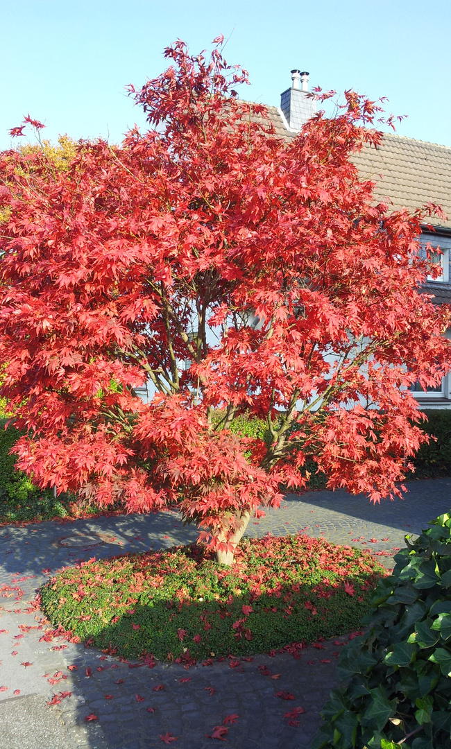 Goldener Herbst