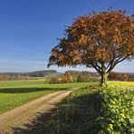 Goldener Herbst