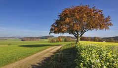 Goldener Herbst