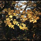 Goldener Herbst