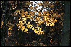 Goldener Herbst