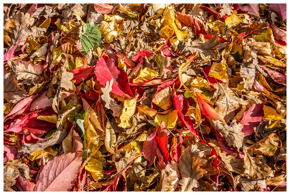 goldener Herbst