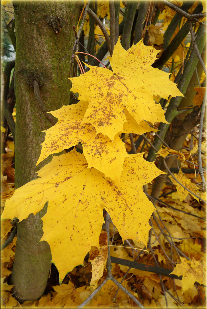 Goldener Herbst