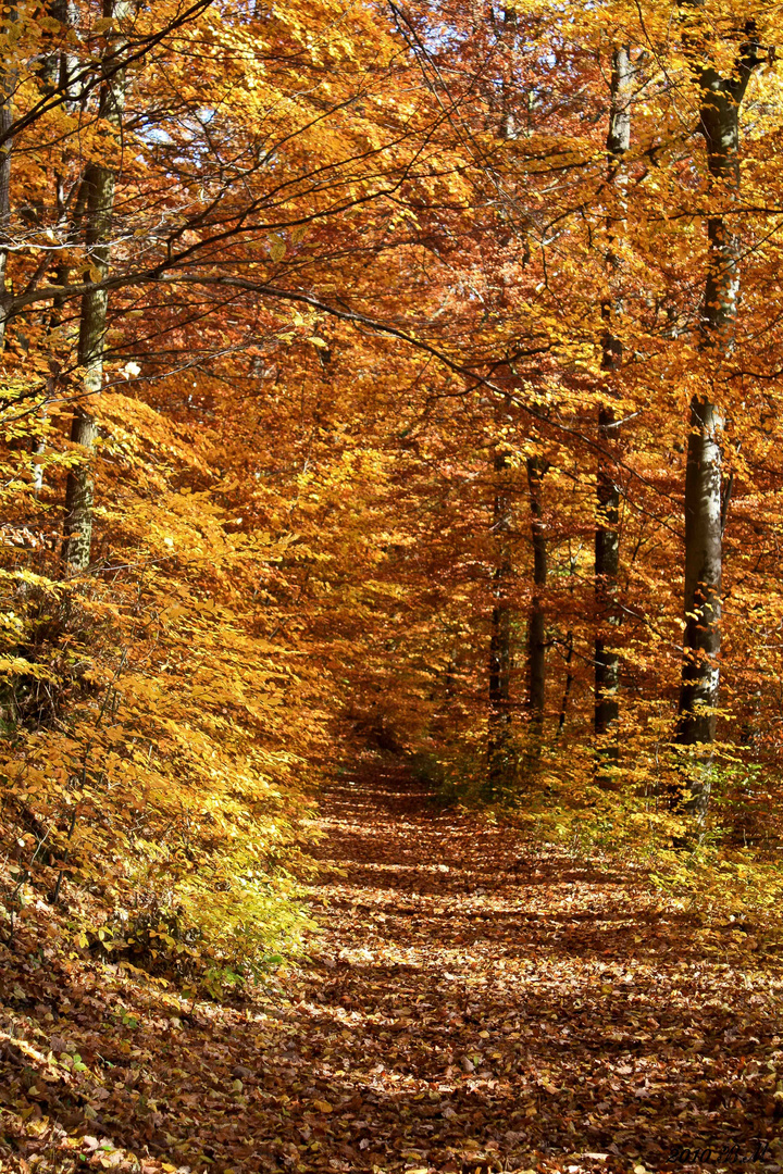 Goldener Herbst