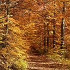 Goldener Herbst