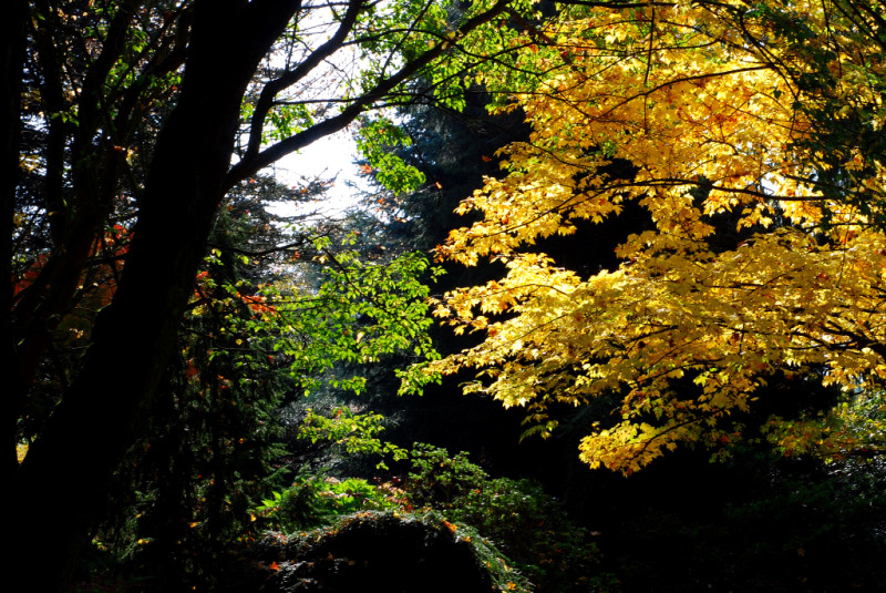 goldener herbst