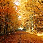 Goldener Herbst