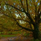 Goldener Herbst ...