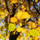 Goldener Herbst