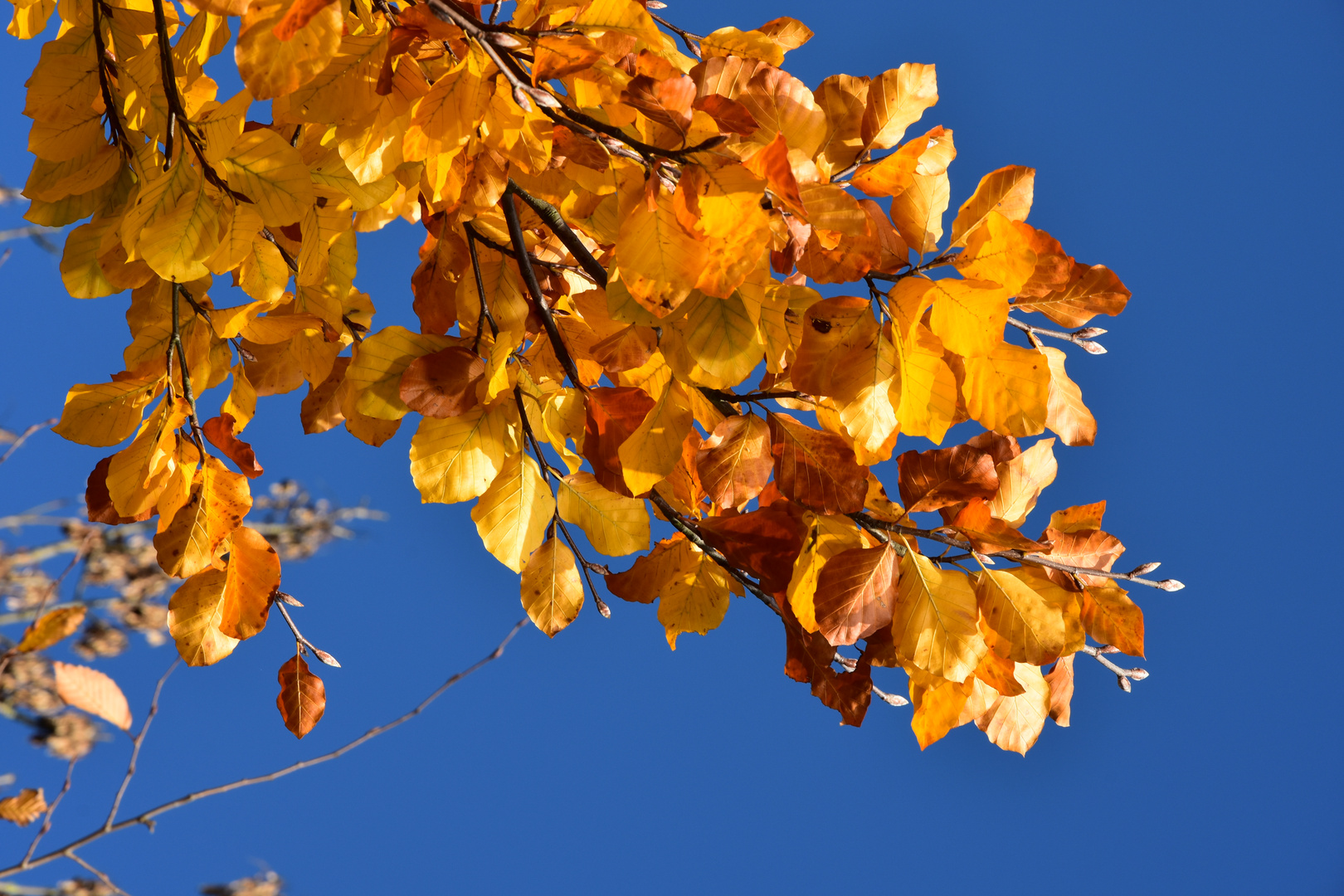 Goldener Herbst 