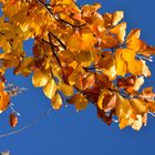 Goldener Herbst 