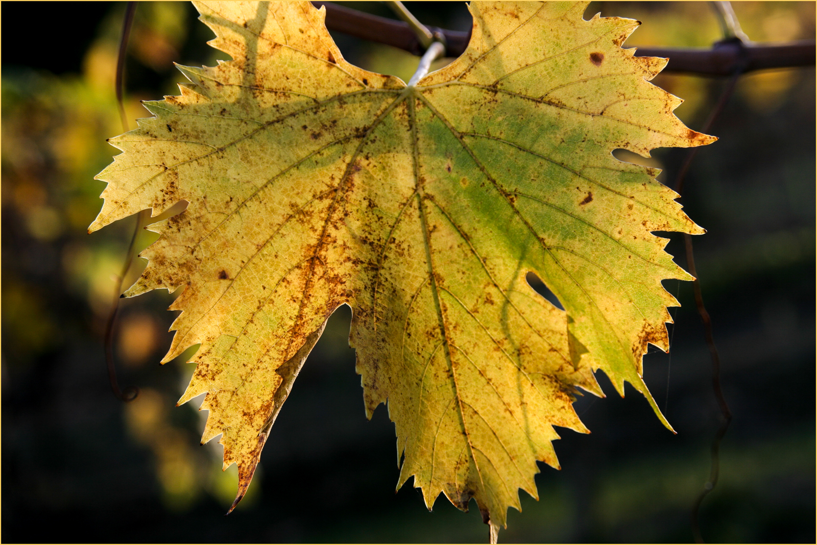 Goldener Herbst