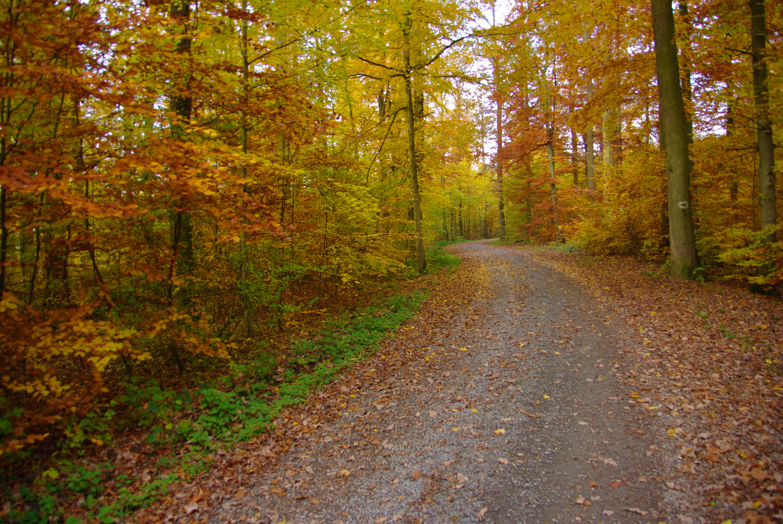 Goldener Herbst