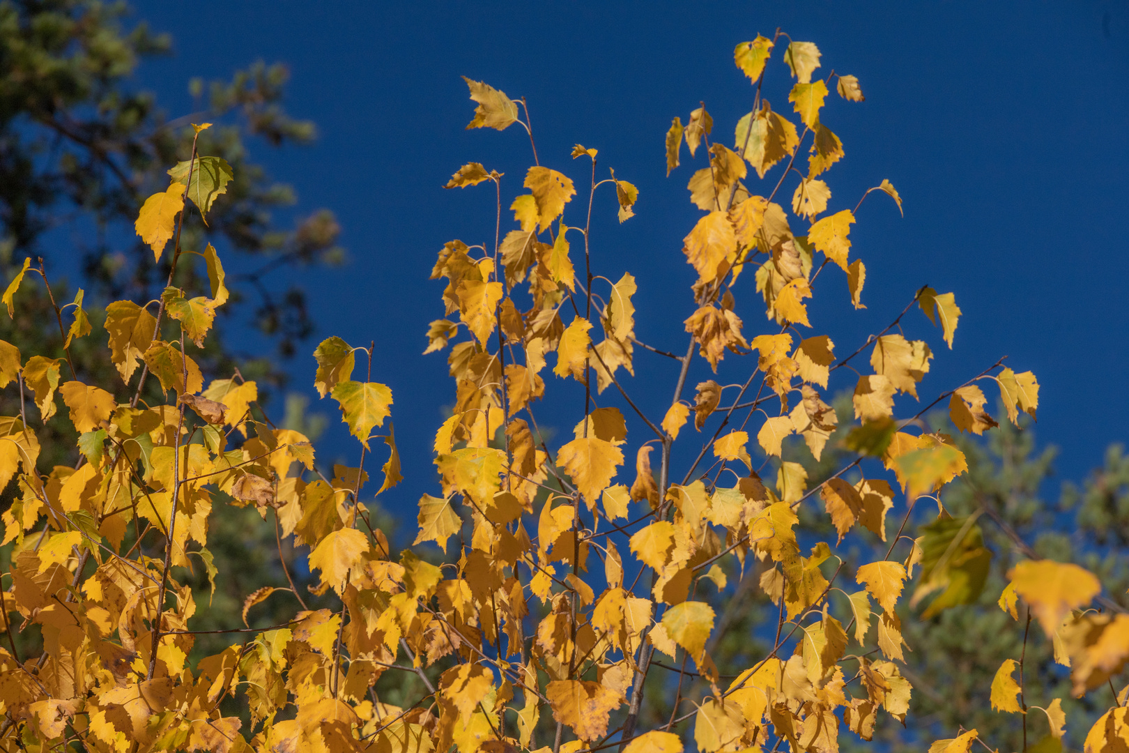 Goldener Herbst