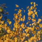 Goldener Herbst